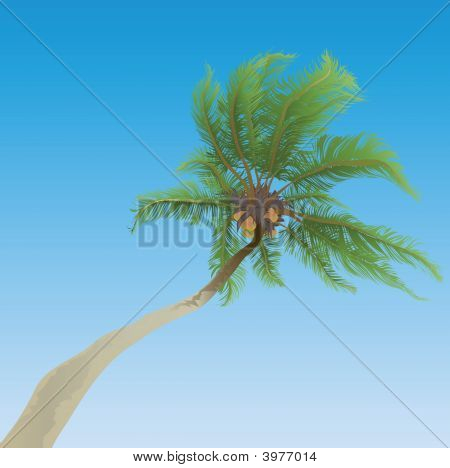Palm