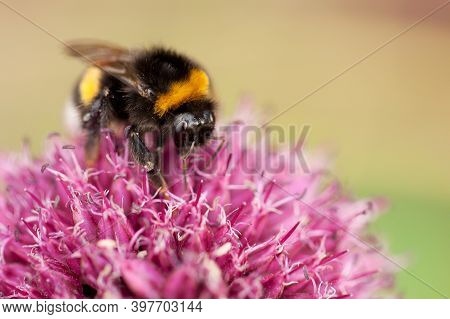 Workaholic Bumblebee Collects Sweet Pollen From A Red Fluffy Flower, This Is His Daily Work