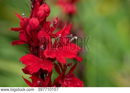 Cardinal Flower (lobelia Cardinalis) Flower