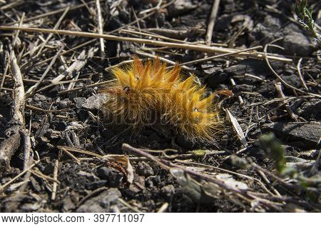 Caterpillar Of Sycamore (acronicta Aceris) Butterfly On The Ground.