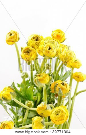 Ranunculus giallo