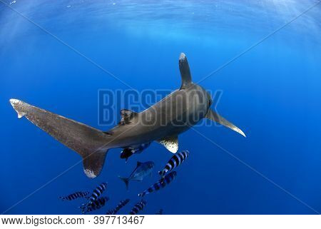 Rear View Of A Longimanus Moving With Some Pilot Fishes