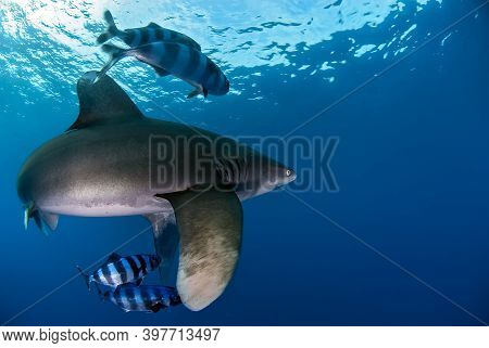 Longimanus Shark Turning In The Foreground Of The Image