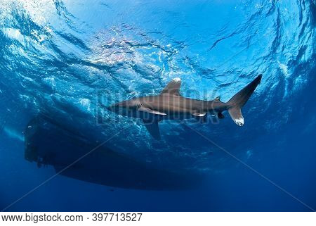 Longimanus Moving Close To The Surface And Close To A Big Boat.
