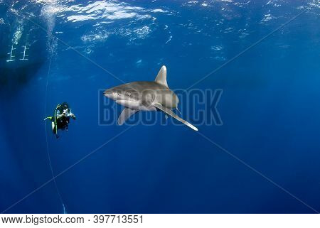 Diver Filming A Longimanus Shark Quite Close.