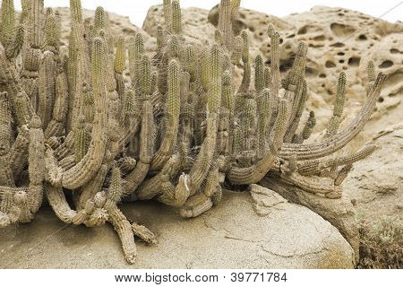 Kaktus i Atacama