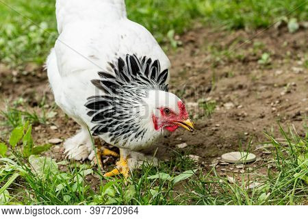 Large Adult Light Brahma Chicken Farm Hen Portrait