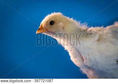 Young Adolescent Light Brahma Chicken Farm Hen On Blue