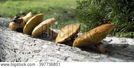 The Collected Mushrooms Are Laid Out On A Wooden Texture. Autumn Still Life. Soft Light.