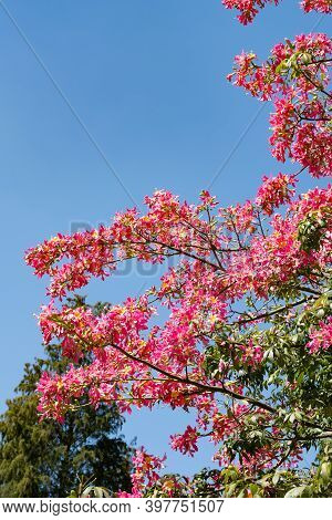 Blooming Chorisia Speciosa St.hil In A Sunny Day Vertical Composition