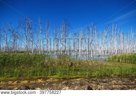 Flooded Forest Landscape With Marsh And Dead Birch Trees. Dried Trees In Floodwaters And Blue Sky.