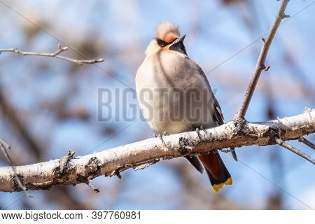Bohemian Waxwing Sitting On The Branch In Winter Or Early Spring Day. The Waxwing, A Beautiful Tufte