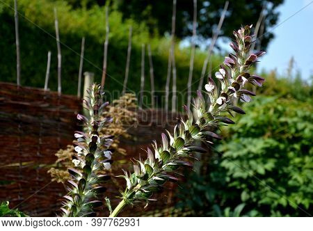 It Grows To A Height Of 50 To 150 Cm. The Plants Are Tall, Especially At The Time Of Flowering, When