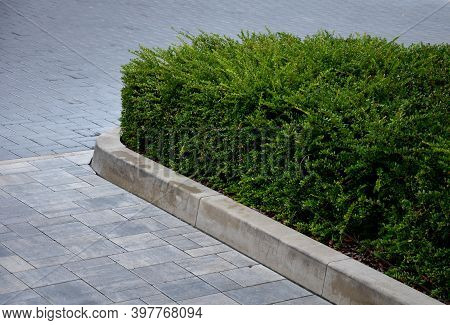 Is An Evergreen Shrub From The Honeysuckle Family, Growing To A Height Of 1 Meter. It Comes From Chi