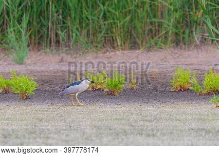Black-crowned Night Heron Or Nycticorax Nycticorax On A Lake.