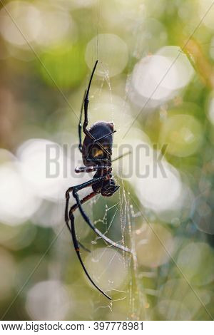 White Spider Nephilengys Livida, Nephilid Spider, Common In Human Dwellings. Masoala National Park, 