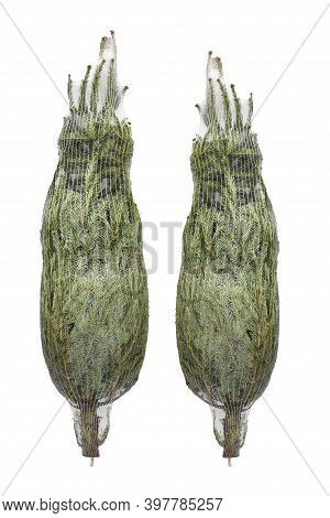 Fresh Cutted Green Young Pine Trees For Christmas And Preserved Or Wrapped In A Plastic Net On White