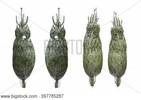 Fresh Cutted Green Young Pine Trees For Christmas And Preserved Or Wrapped In A Plastic Net On White