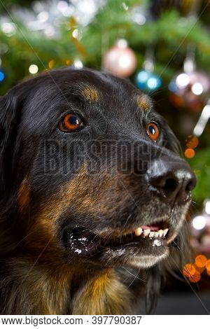 Hovawart Dog Portrait. Close-up Shoot Of A Black Hovawart Dog, With Christmas Tree On Background.