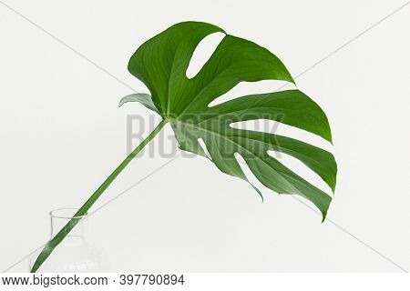 Monstera delicosa plant leaf  on a white background