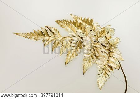 Golden leatherleaf fern isolated on background