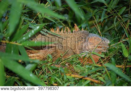 Iguana In The Monteverde Nature Reserve, In Costa Rica