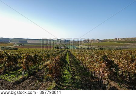 Vineyards Wine Fields During Autumn In Sicily Ital. Field Of Wine Fields On The Hills Of Sicilia