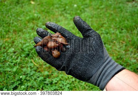 Collecting Brown Rusty Orange Spanish Snails From A Vegetable Garden Where Their Invasion Damages Th