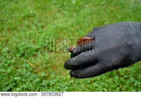 Collecting Brown Rusty Orange Spanish Snails From A Vegetable Garden Where Their Invasion Damages Th