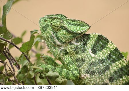 Green Lizard On A Branch Or Blue Tongue Skink