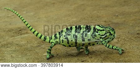 Green Lizard On A Branch Or Blue Tongue Skink
