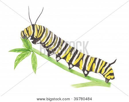 carterpillar