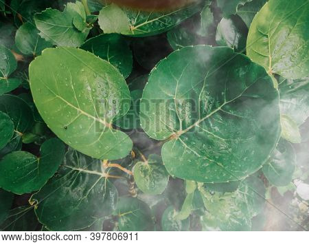 Cianjur, West Java, Indonesia, December 3, 2020, Portrait of wet green leaves