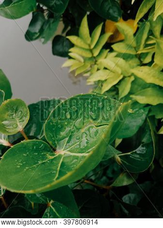 Cianjur, West Java, Indonesia, December 3, 2020, Portrait of wet green leaves