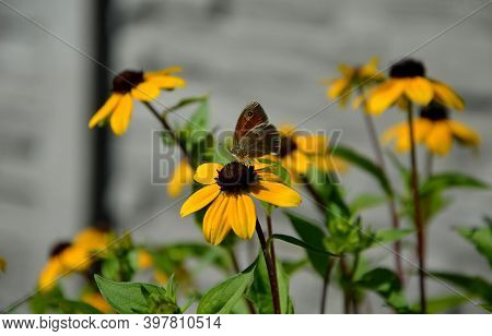 Yellow, Orange, Tall, Perennial Herb That Is Adorned With Its Striking Flowers In Summer And Autumn