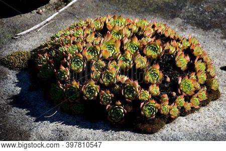 Creates Ground Rosettes Of Short Fleshy Leaves. They Are Perennial Plants, But After Flowering The P