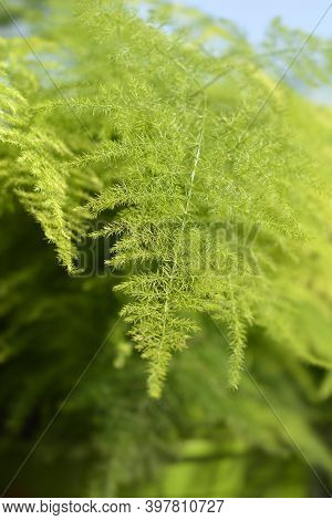 Common Asparagus Fern - Latin Name - Asparagus Setaceus