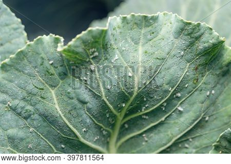 Whitefly Aleyrodes Proletella Agricultural Pest On Cabbage Leaf.