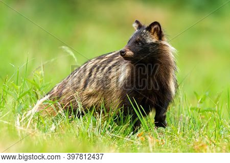 Unaware Raccoon Dog Looking Behind On A Green Meadow In Summertime