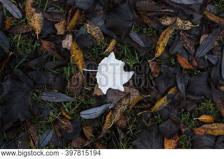 Horizontal Photo From Above With Numerous Of Fallen Faded Leaves Different Colours Laying On The Gro