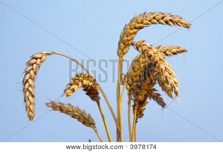 Grano Spike