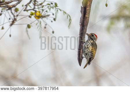 Cardinal Woodpecker Isolated In Natural Background In Kruger National Park, South Africa ; Specie De