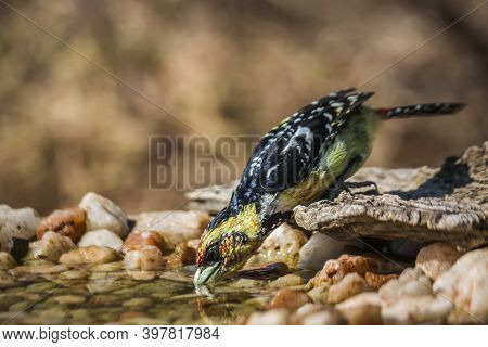 Crested Barbet Drinking In Waterhole In Kruger National Park, South Africa ; Specie Trachyphonus Vai