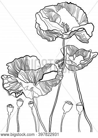 Hand Drawn Botanical Vector Illustration Of Poppy Flowers And Burgeons In Graphic Style. Black And W