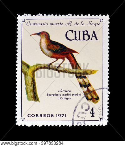 Cuba - Circa 1971 : Cancelled Postage Stamp Printed By Cuba, That Shows Cuban Lizard-cuckoo (coccyzu