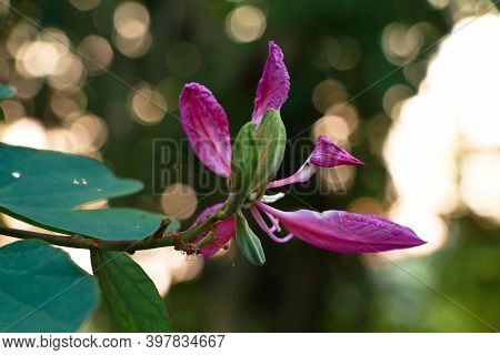 Pink Color Bauhinia Acuminate Or Orchid Tree Flower
