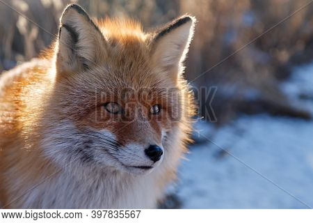 Head Of Red Furry Fox In Winter In Siberia With Brown Eyes