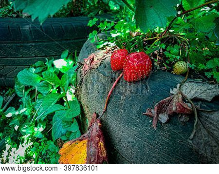 Cianjur, West Java, Indonesia, December 3, 2020, A Portrait Of Two Ripe Strawberries