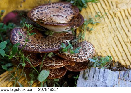 Mushroom Polyporus Squamosus In Spots On The Trunk Of A Tree