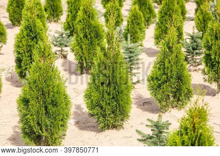 Plantation Of Young Conifers In Greenhouse With A Lot Of Plants
